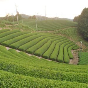 Uijema Tea Fields