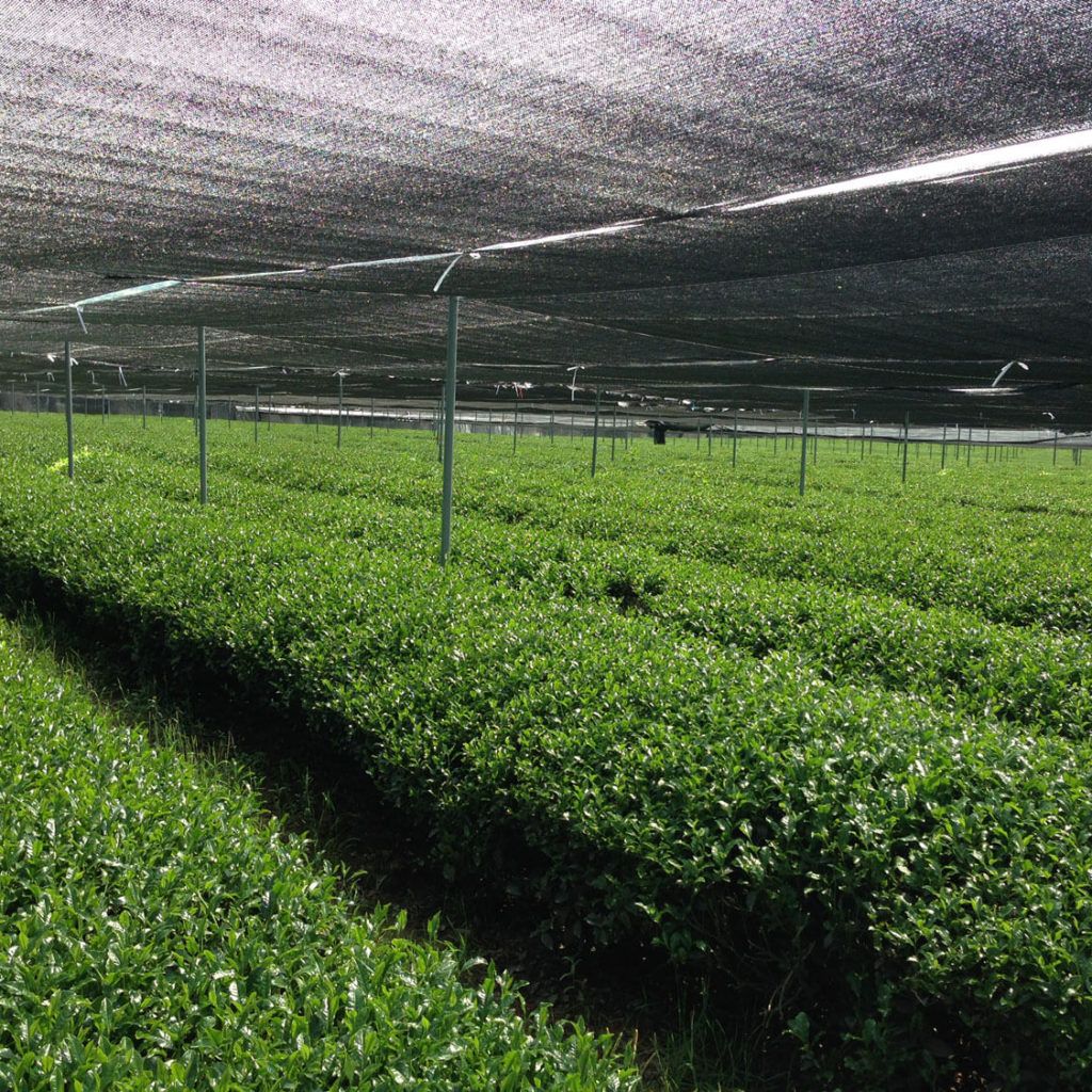 The tea plant is shaded to enhance the production of chlorophyll